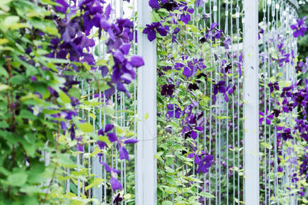 A view of a blooming blue clemasis that winds along ropes on a metal structureの写真素材