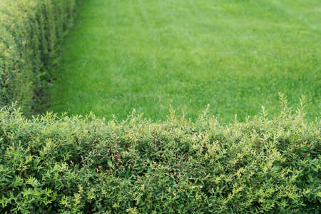 View of an evenly trimmed deciduous shrub growing in a dense wall.