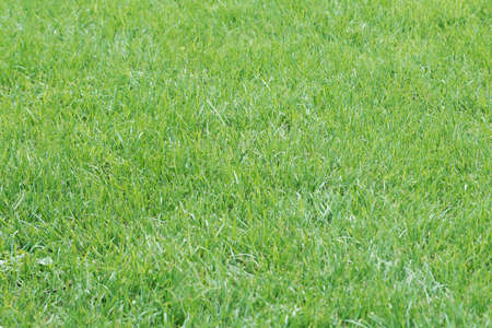View of a neatly mowed green lawn.の写真素材