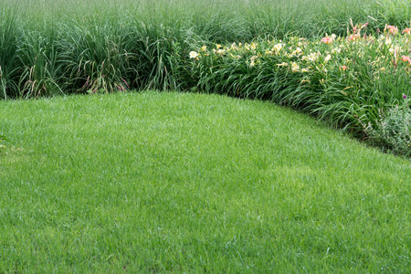View of a lawn and a flowerbed with lilies and ornamental grass.の写真素材