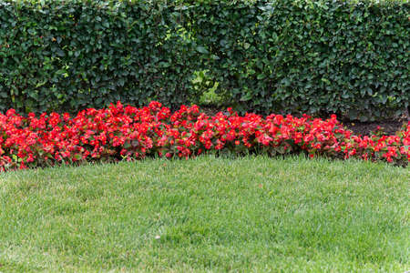 View of flower beds with colorful multi-colored flowers and trimmed bushes of various shapes.の写真素材