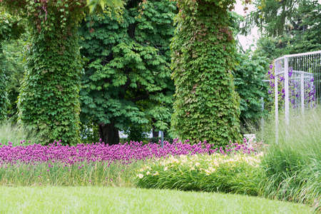 A view of a flowerbed with flowers and a support along which wild grapes twist and rise.の写真素材