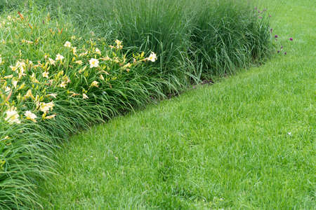View of a lawn and a flowerbed with lilies and ornamental grass.の写真素材
