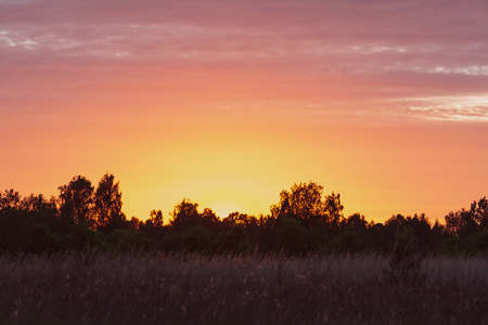 View of the forest field and bright colorful sky at sunset in pink orange colors.の写真素材