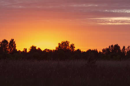 View of the forest field and bright colorful sky at sunset in pink orange colors.の写真素材