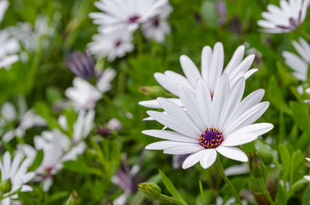 Mouve flower field, daisy chrysanthemum