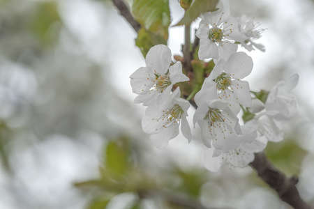 Spring fresh apricot flowers on a branch isolated
