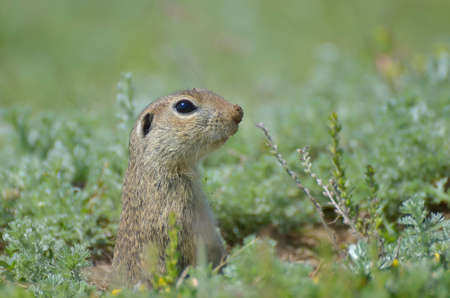 Cute European ground squirrel (Spermophilus citellus, Ziesel) sitting on a field