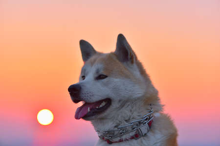 Akita Inu portrait at sunset