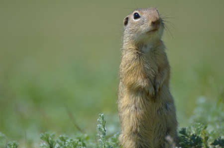 Cute European ground squirrel, gopher (Spermophilus citellus, Ziesel) sitting on a fieldの写真素材
