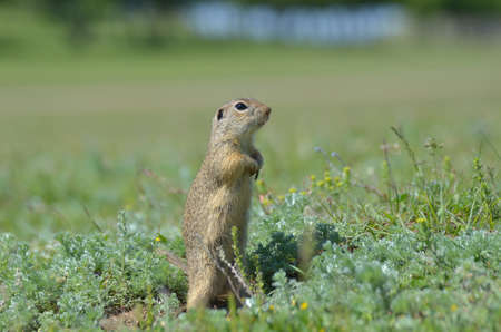 Cute European ground squirrel, gopher (Spermophilus citellus, Ziesel) sitting on a field