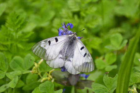 Aporia Crataegi butterfly in natural habitat in springの写真素材