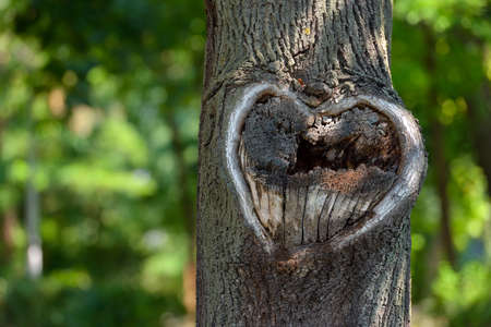 Natural heart shape in old rough wood crack tree texture against green vegetationの写真素材