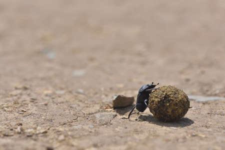 Dung beetles roll a dung ballの写真素材