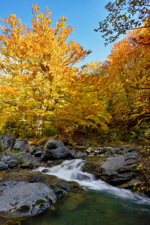 Autumn waterfall and creek woods with yellow trees foliage and rocks in forest mountain