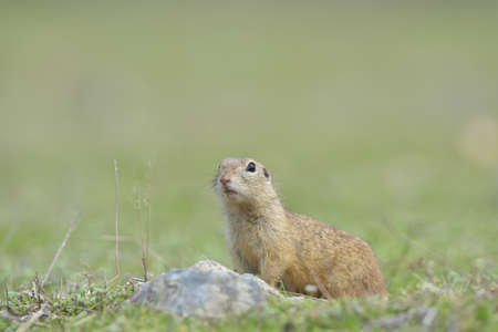 European ground squirrel standing in the grass. (Spermophilus citellus) Wildlife scene from nature....