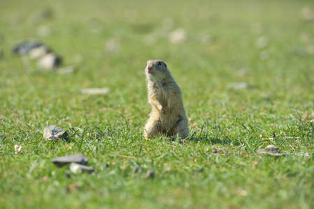 European ground squirrel standing in the grass. (Spermophilus citellus) Wildlife scene from nature....