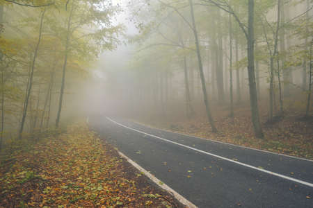 An asphalt road that goes through a misty dark misterious pine forestの写真素材