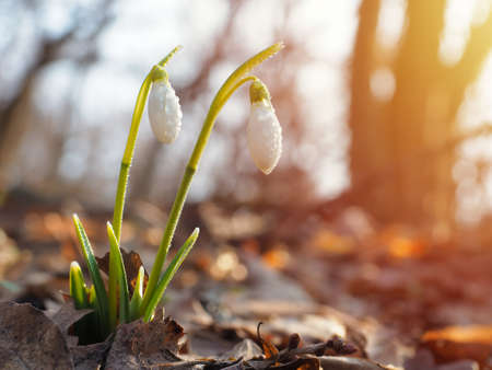 Snowdrop or common snowdrop (Galanthus nivalis) flowers