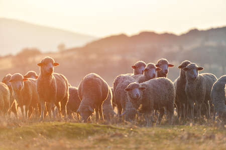 Flock of sheep at sunset with warm lens flareの写真素材