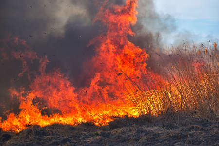 Big flames on field during fire. Accidental disaster