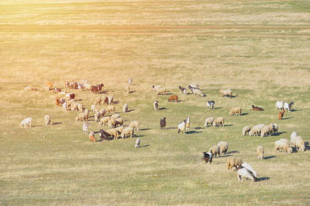 Flock of sheeps and goats at sunset in sprintime on meadow, Sky drone viewの写真素材