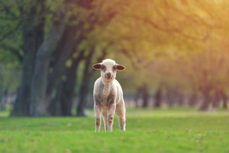 Cute little lambs on fresh spring green meadow during sunsetの写真素材