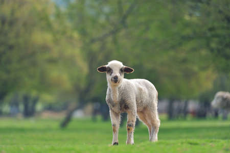 Cute little lambs on fresh spring green meadow during sunsetの写真素材