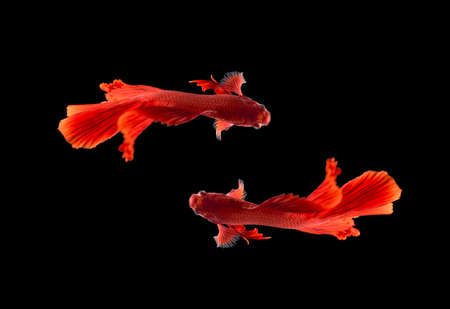 Red color Siamese fighting fish(Rosetail),fighting fish,Betta splendens,on black background with clipping path,Betta Fancy Koi Half Moon Plakatの写真素材