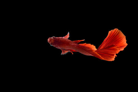 Red color Siamese fighting fish(Rosetail), fighting fish, Betta splendens, on black background with...