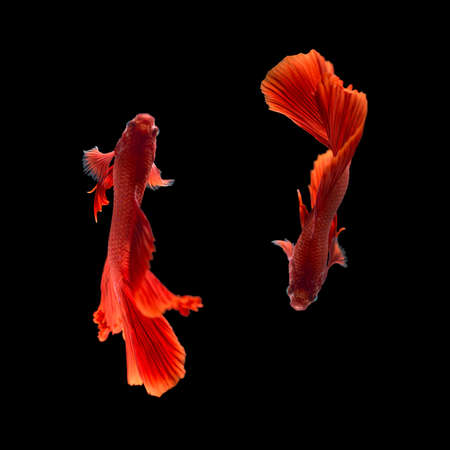 Red color Siamese fighting fish(Rosetail), fighting fish, Betta splendens, on black background with...