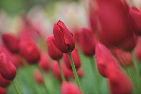 Colorful tulip field, summer flowerwith green leaf with blurred flower as background