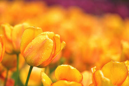 Colorful tulip field, summer flowerwith green leaf with blurred flower as background