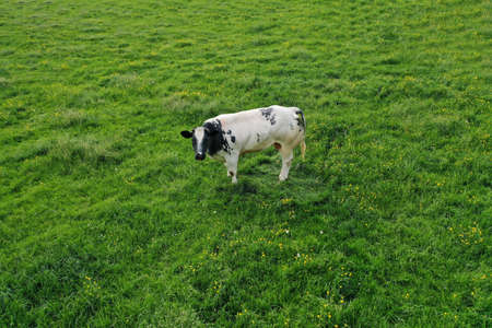 One white caw grazing on spring green grass meadow