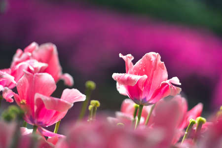 Colorful tulip field, summer flowerwith green leaf with blurred flower as backgroundの写真素材