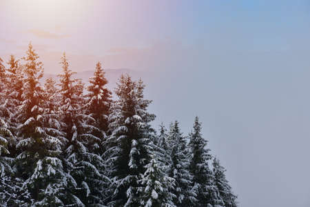 Fir trees full of snow on cold winter in mountain landscapeの写真素材