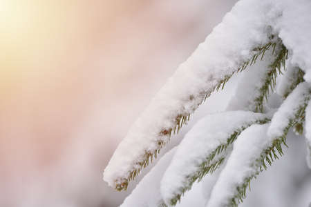 Fir trees full of snow on cold winter in mountain landscapeの写真素材