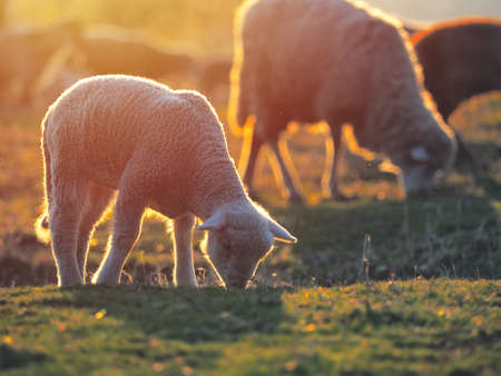 Flock of sheep on fresh spring green meadow during sunriseの写真素材