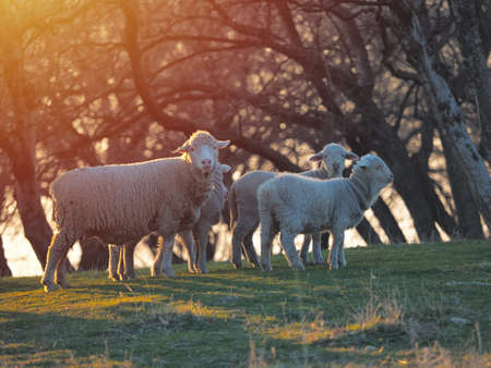 Flock of sheep on fresh spring green meadow during sunriseの写真素材