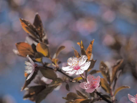 Spring floral concept. Full blooming of apricot tree. Beautiful flower on an abstract blurred...