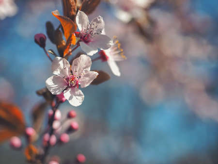 Spring floral concept. Full blooming of apricot tree. Beautiful flower on an abstract blurred background. Detailed closeup with soft selective focus.の写真素材
