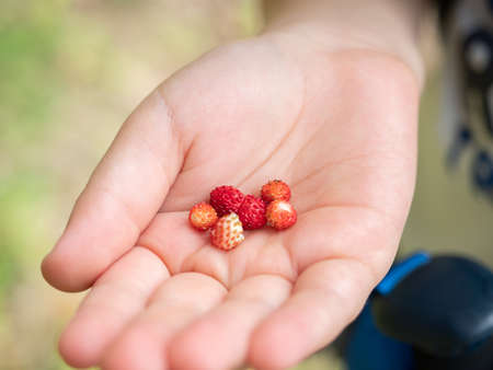 Wild strawberries in kid hand, close-up viewの写真素材