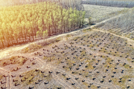 Bearing Witness to the Destruction: Deforestation and Its Impact on the Natural Balanceの写真素材