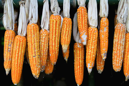 corn hanging on the wall.