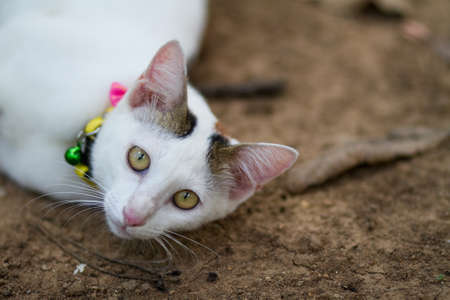Little cat in the fieldの写真素材