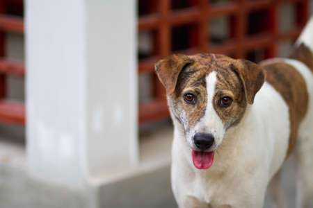 Dog in the houseの写真素材