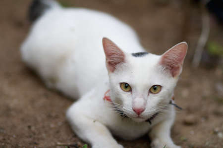 Little cat in the fieldの写真素材