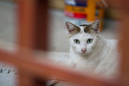 Little cat in the fieldの写真素材