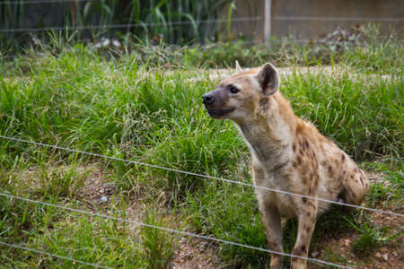 A Hyena in Chiang Mai Night Safariの写真素材