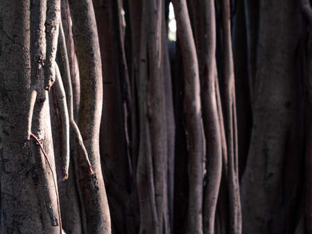 Closeup banyan tree's aerial roots. Sharpening on the left part.の写真素材